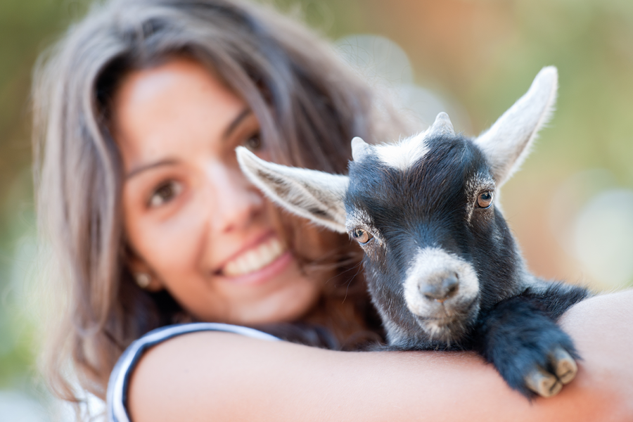Goat Yoga with YoGoat LA